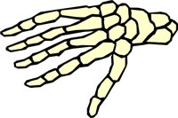 BONE_09.WMF