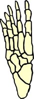 BONE_07.WMF