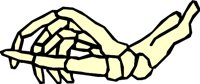 BONE_06.WMF
