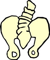 BONE_05.WMF