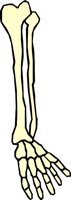 BONE_04.WMF