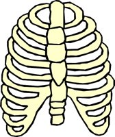BONE_03.WMF