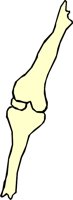 BONE_02.WMF