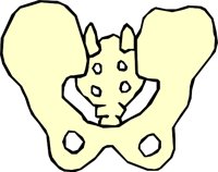 BONE_01.WMF