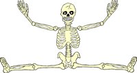 SKELTN13.WMF