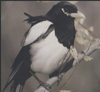 MAGPIE.GIF