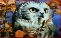 OWL3.GIF