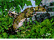 AAU-301C.BMP