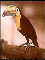 PANAMA.GIF