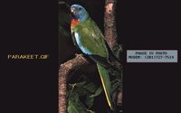 PARAKEET.GIF