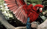 PARROT.GIF