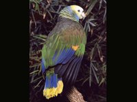 PARROT2.GIF