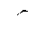 MCBlack.gif