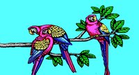 PARROTS.GIF
