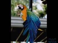 PBIRD.GIF