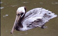 PELICAN.GIF