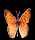 butterSmBLK.gif