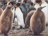 PENGUINS.GIF