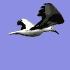 bird.gif
