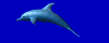 dolphin_wtr3.gif