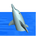 dolphin_tread_med_wte.gif