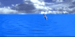 dolphin2_jpm_sm_sky.gif
