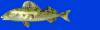 fish_sm_scn.gif