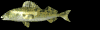 fish_sm_blk.gif