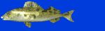 fish_scn.gif