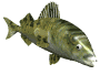 fish_frnt_wte.gif