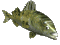 fish_frnt_sm_clr.gif