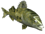 fish_frnt_clr.gif