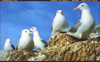 SEAGULLS.GIF