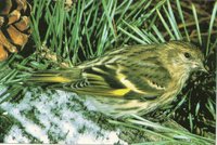 SISKIN.GIF