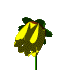 yellowCLR.gif