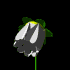 whiteBLK.gif