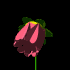 redBLK.gif