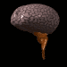 brainBLK.gif