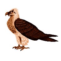 BIRD0807.PCX