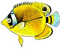 FISH0805.PCX