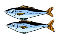 FISH0802.PCX