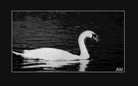 SWAN.GIF