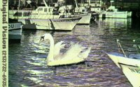 THE_SWAN.GIF
