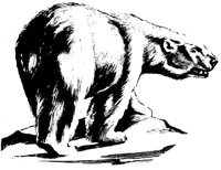 BEAR0010.PCX
