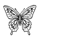 BUTFLY.PCX
