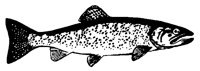 TROUT2.PCX
