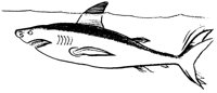 FISH0068.PCX