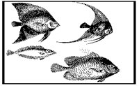FISH0014.PCX