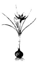 SAFRON.PCX