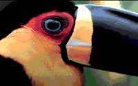 TOUCAN.GIF